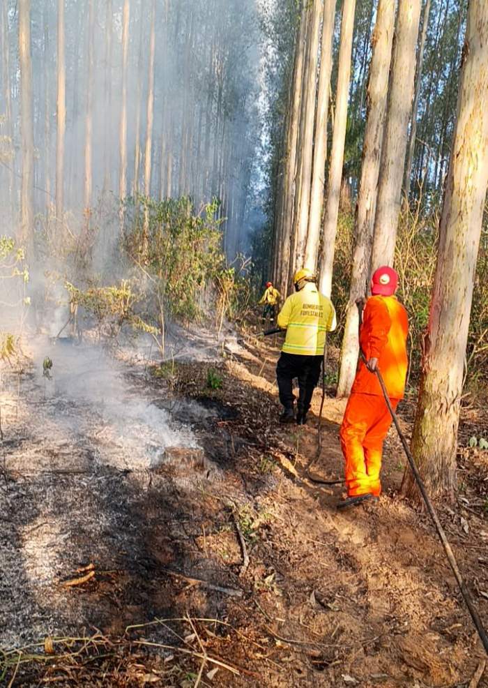 LA BRIGADA DE INCENDIOS FORESTALES INTERVINO EN UN FOCO ÍGNEO SOBRE RUTA 12