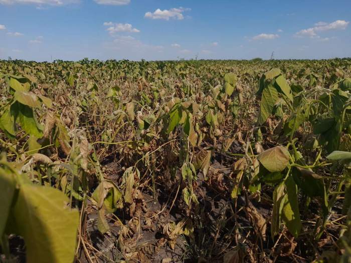 LA FALTA DE AGUA SE AGUDIZA EN PUNTOS CLAVES DE LA AGRICULTURA NACIONAL