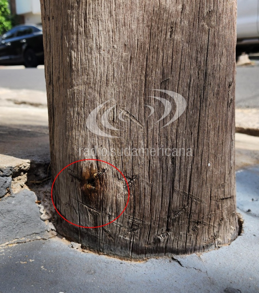 PREOCUPACIÓN EN EL Bº CAMBA CUÁ POR UN NIDO DE ABEJAS EN UN POSTE