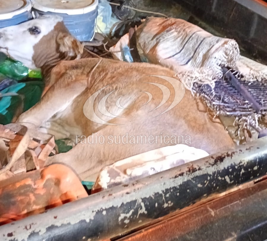 ENCONTRARON UN TERNERO MANIATADO EN LA CAJA DE UNA CAMIONETA